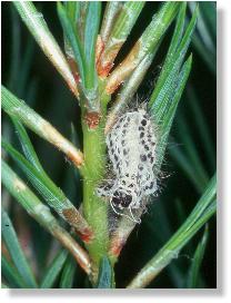 abgestreifte Raupenhaut des Wald-Rotwidderchen s(Huebneria lonicerae)