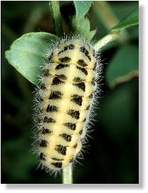 Raupe des Wald-Rotwidderchens (Huebneria lonicerae)