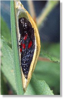 Puppe des Wald-Rotwidderchens (Huebneria lonicerae)