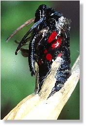 Wald-Rotwidderchen (Huebneria lonicerae) beim Schlpfen