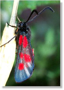 Wald-Rotwidderchen (Huebneria lonicerae) 