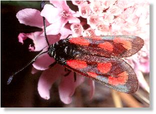 Lictoria achilleae oder Beilfleck-Rotwidderchen