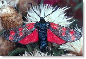 Sechsfleck-Rotwidderchen (Zygaena filipendulae)