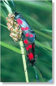 Sechsfleck-Rotwidderchen (Zygaena filipendulae) in Paarungsstellung