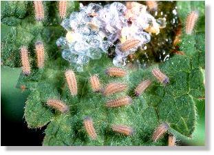 Schlpfende Rupchen des Sechsfleck-Rotwidderchens (Zygaena filipendulae)