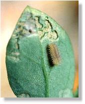 Junge Raupe des Sechsfleck-Rotwidderchens (Zygaena filipendulae)