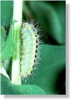 Raupe des Sechsfleck-Rotwidderchens (Zygaena filipendulae