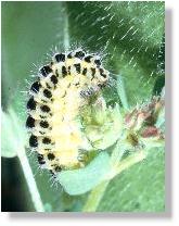 Reife Raupe des Sechsfleck-Rotwidderchens (Zygaena filipendulae