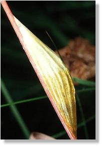 Kokon des Sechsfleck-Rotwidderchens (Zygaena filipendulae) 