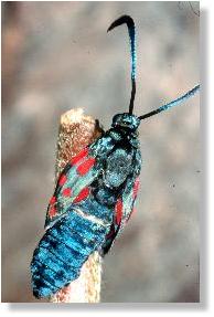 Sechsfleck-Rotwidderchen (Zygaena filipendulae) 