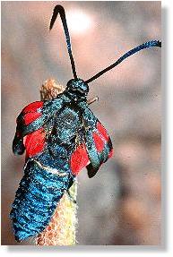 Sechsfleck-Rotwidderchen (Zygaena filipendulae) 