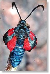 Sechsfleck-Rotwidderchen (Zygaena filipendulae) 