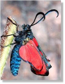 Sechsfleck-Rotwidderchen (Zygaena filipendulae)  beim Trocknen der Flgel