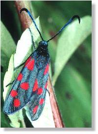 Sechsfleck-Rotwidderchen (Zygaena filipendulae) flugbereit