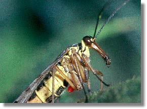 Portrt der Gemeinen Skorpionsfliege (Panorpa communis)