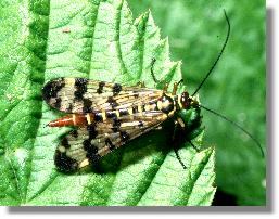 Weibchen der Gemeinen Skorpionsfliege (Panorpa communis)