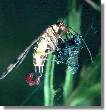Mnnchen der Gemeinen Skorpionsfliege (Panorpa communis) bei der Mahlzeit