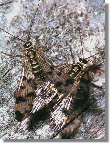 Paarung der Gemeinen Skorpionsfliege (Panorpa communis) 