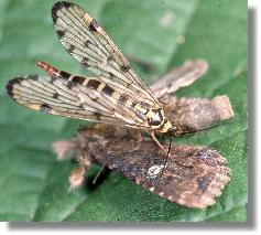 Weibchen von Panorpa hybrida frisst an Eulenfalter