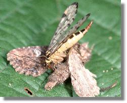 Weibchen von Panorpa hybrida frisst an Eulenfalter