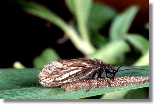 Weibchen von Sialis lutaria bei der Reinigung der Eier