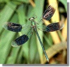 Gebnderte Prachtlibelle (Calopteryx splendens), Mnnchen