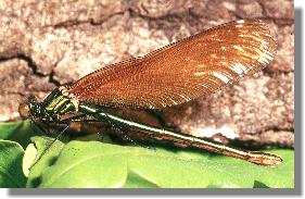 Blauflgel-Prachtlibelle (Calopteryx virgo), Weibchen