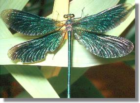 Blauflügel-Prachtlibelle (Calopteryx virgo), Männchen