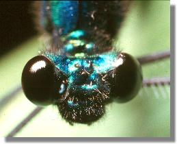 Blauflgel-Prachtlibelle (Calopteryx virgo), Mnnchen im Portrt