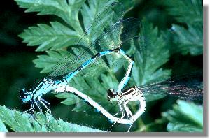 Paarungsrad der Vogel-Azurjungfer (Coenagrion ornatum)