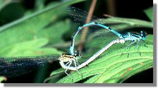 Paarungsrad der Hufeisen-Azurjungfer (Coenagrion puella)