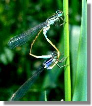 Paarungsrad der Groen Pechlibelle (Ischnura elegans)