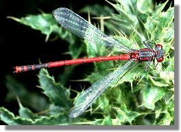 Mnnchen der Frhen Adonislibelle (Pyrrhosoma nymphula)