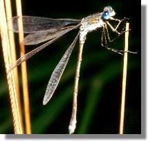 Gemeine Weidenjungfer (Lestes viridis)