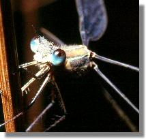 Gemeine Weidenjungfer (Lestes viridis)