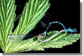 Paarungsrad der Gemeinen Federlibelle (Platycnemis pennipes)