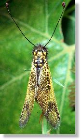 Der Schmetterlingshaft Libelloides longicornis in Ruhestellung