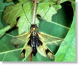 Der Schmetterlingshaft Libelloides longicornis beim Aufbruch