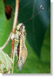 Unauffllig in der Vegetation: Schmetterlingshaft Libelloides longicornis