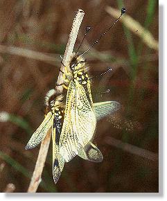 Vereinigung von Mnnchen und weibchen bei Ascalaphus libelluoides