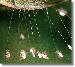 Eilarven auf den gestielten Eiern von Chrysopa perla