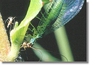 Chrysopa perla beim Verzehren von Blattläusen