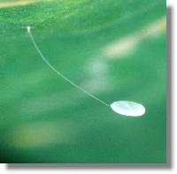 Gestieltes Ei der Grünen Florfliege (Chrysoperla carnea)
