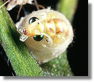 Puppe der Grnen Florfliege (Chrysoperla carnea) beim Schlupf aus dem Kokon