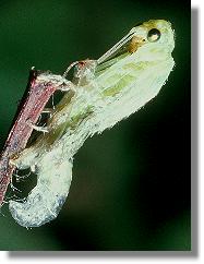 Kopf wird befreit bei der Hutung der Grnen Florfliege (Chrysoperla carnea)