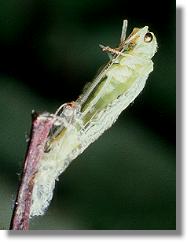 Die Vorderbeine werden befreit bei der Hutung der Grnen Florfliege (Chrysoperla carnea)