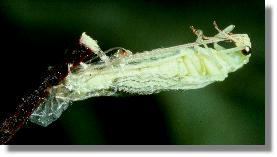 Hutung der Grnen Florfliege (Chrysoperla carnea)