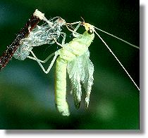 Die Grne Florfliege (Chrysoperla carnea) entfaltet ihre Flgel