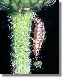 Reife Larve der Grnen Florfliege (Chrysoperla carnea)