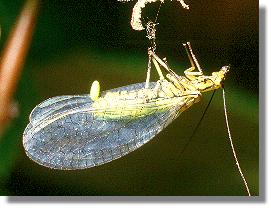 Hypochrysa elegans gefangen in einem alten Spinnennetz